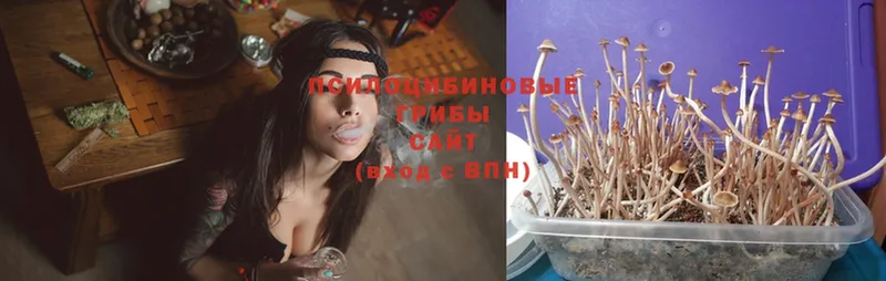 hydra ONION  где можно купить   Андреаполь  Галлюциногенные грибы MAGIC MUSHROOMS 